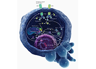 HQL制药、常州隆赛和上海HJC黄金城平台将共同研新型抗癌药物