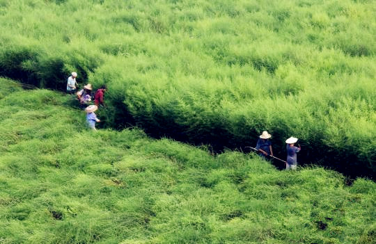 国内青蒿素产业现状：难觅国内药企身影