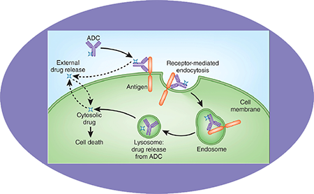 HJC黄金城平台ADC临床前服务之ADC作用机制