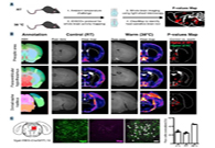减肥药瞄准新靶点，强效减肥药即将来袭？