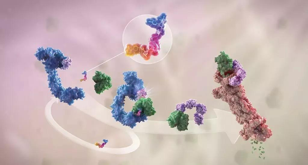 蛋白降解剂（多色）结合了1个靶蛋白（绿色）和1个E3泛素连接酶（蓝色），驱动基于蛋白酶体（橙色）的靶蛋白泛素化（紫色）和降解。