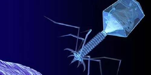 噬菌体疗法、溶瘤病毒，以及构建细胞表达载体的病毒转染因子等都体现出病毒对人类善良温和的一面