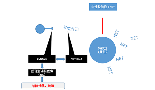 除了单纯的捕获，NET DNA与CCDC-25的结合还增强了癌细胞的侵袭行为，促进了癌症的肝转移。