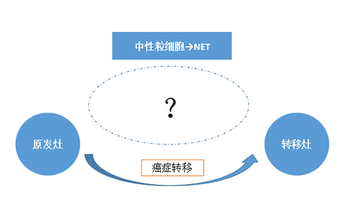 NET可能会通过某些方式“捕获”或“唤醒”癌细胞，从而造成癌细胞的迁移。