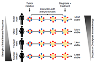 究竟为什么ICB疗法在年轻女性肿瘤患者体内收效甚微？