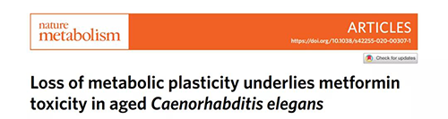 在线虫和人类原代细胞中，当在其寿命晚期提供二甲双胍时，二甲双胍会缩短寿命，这与二甲双胍在年轻生物体中的积极作用相反。