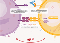 饿了吗？饿一饿原来可以辅助PD-1抑制剂肿瘤免疫治疗