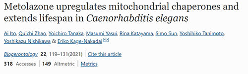 来自日本大阪市立大学的科学家搜索了现有药物的化学“文库”，他们发现一种名为美托拉宗的抗高血压药可延长秀丽隐杆线虫的寿命，标志着抗衰老药物开发的第一步