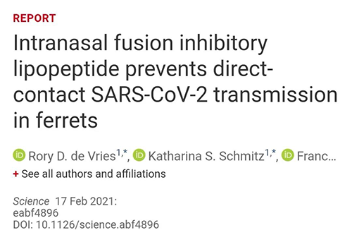 Science速递|鼻喷雾剂可阻止新冠肺炎传播，在雪貂实验中已初获成效