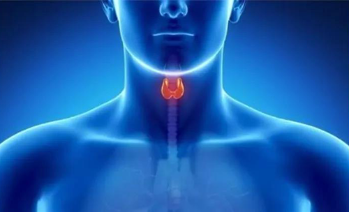 Science速递 | 揭开甲状腺的神秘面纱，开启代谢药物新征程