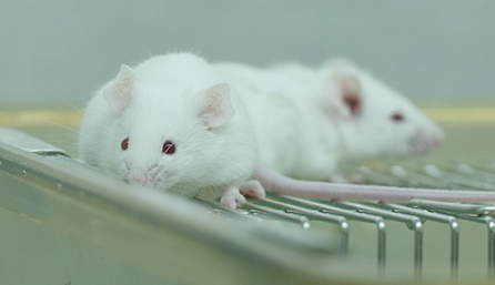 HJC黄金城平台临床前研究-药效学、药代动力学和临床前研究服务