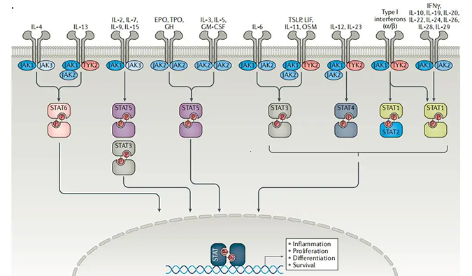 精准建模，把握解开自身免疫性疾病治疗研究的钥匙