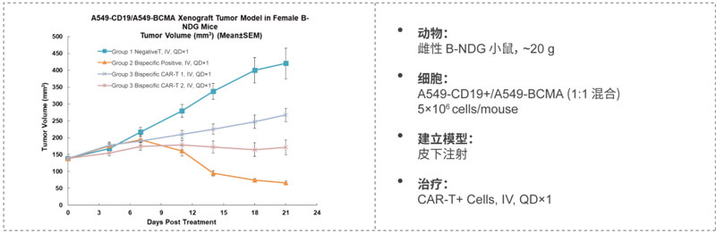 双特异性CAR-T药效研究：CD19-BCMA.jpg