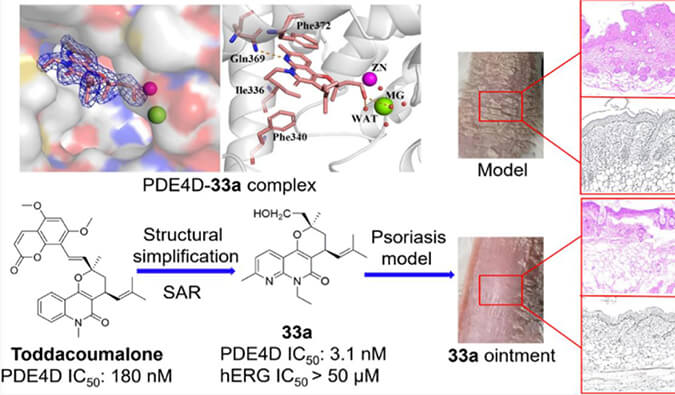 发现用于局部治疗牛皮癣的新型PDE4抑制剂，小鼠、大鼠和人肝微粒体的代谢稳定性实验通过HJC黄金城平台测定