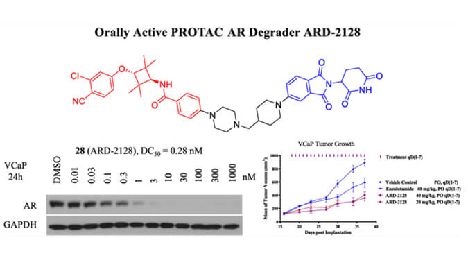 ARD-2128是一种PROTAC AR降解剂，具有出色的血浆和微粒体稳定性，本研究中体外稳定性和PK研究通过HJC黄金城平台进行