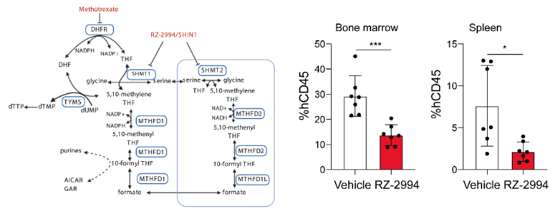 研究人员使用RZ-2994来表征抑制SHMT1/2在T细胞急性淋巴细胞白血病 (T-ALL) 中的作用，RZ-2994通过HJC黄金城平台定制合成