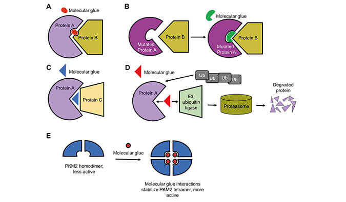 靶向蛋白降解系列（三）：分子胶，挑战不可成药