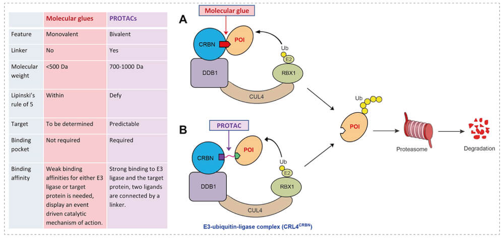 3-通过泛素-(Ub)-蛋白酶体系统降解目标蛋白-(POI)-示意图：分子胶(A)；PROTAC-(B).jpg