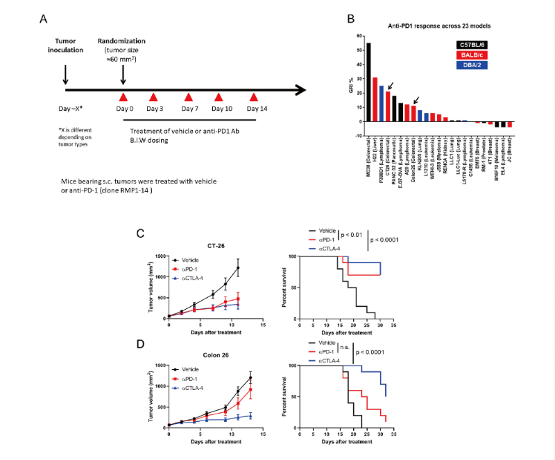 免疫检查点阻断疗法改变了癌症治疗的范式，此研究中通过HJC黄金城平台在23 个同源肿瘤模型中进行了抗PD-1抗体的体内研究