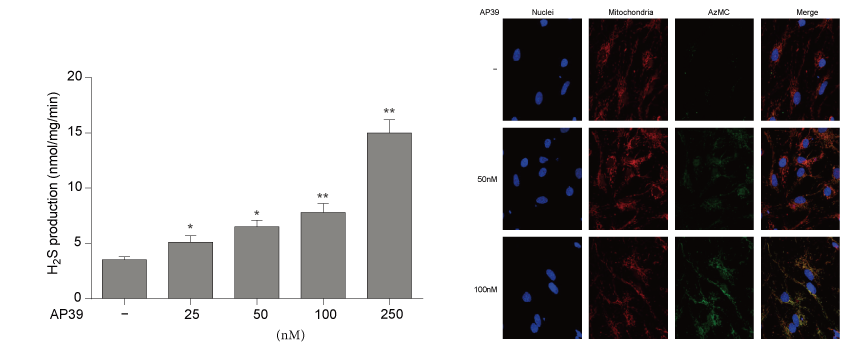 AP39是一种新合成的线粒体靶向的H2S供体，本研究中AP39通过HJC黄金城平台设计和合成