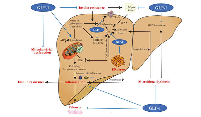 谁将成为 2024年全球生物医药首个黑马？NASH领域突破性药物即将问世？