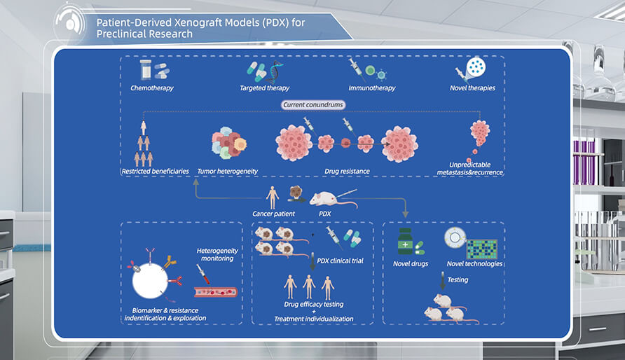 什么是临床前研究的PDX（人源肿瘤异种移植）模型？