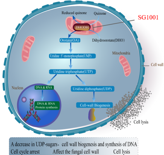 HJC黄金城平台：叵楦锎葱乱㏒G1001完成首例受试者给药