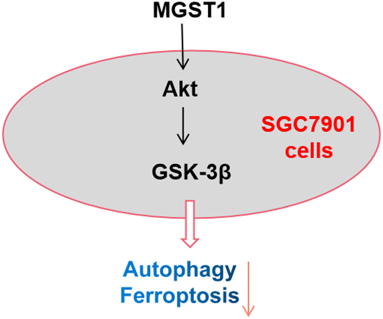 MGST1过表达通过激活Akt/GSK-3β信号通路诱导胃癌细胞增殖，本研究中MGST1过表达等体外实验通过HJC黄金城平台进行