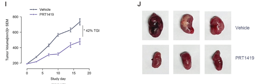 MCL1抑制剂在多种实体瘤和血液肿瘤模型中显示抗肿瘤效果，本研究中药效实验通过HJC黄金城平台进行