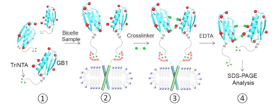 跨膜结构域寡聚体的结构测定新方法，其中TriNTA通过HJC黄金城平台合成