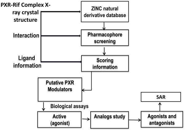 靶向PXR：天然产物衍生物调控药物代谢新策略！本研究中蛋白表达与纯化通过HJC黄金城平台进行