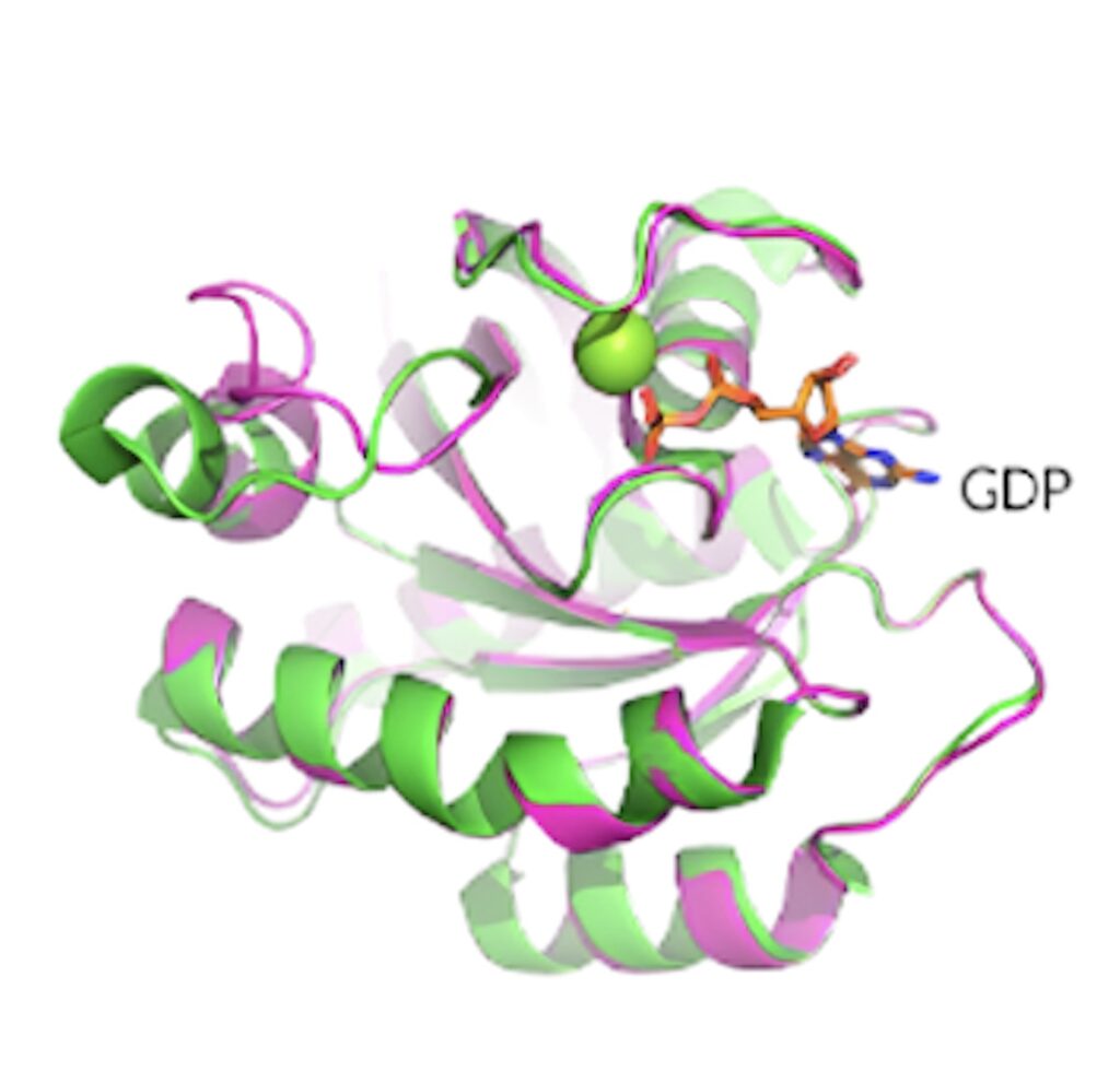 KRAS G12D晶体结构揭示了蛋白质的构象和 GDP 结合状态。.jpeg